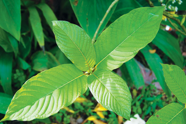 Pain Out Kratom: A Guide to Everything Anyone Want to Know